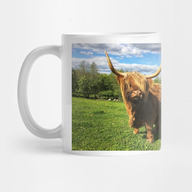 Scottish Highland Cattle Cow 2396 by SaarelaHighland